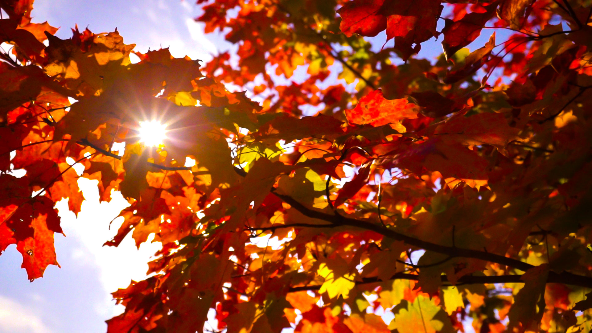 sunburst-leaves-focus (1).jpg